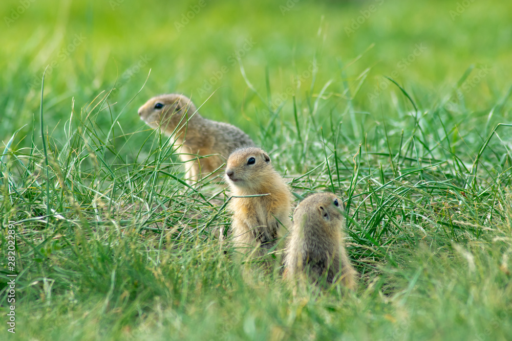 three small baby gopher climbed out of the hole and look somewhere three small baby gopher climbed out of the hole and look somewhere
