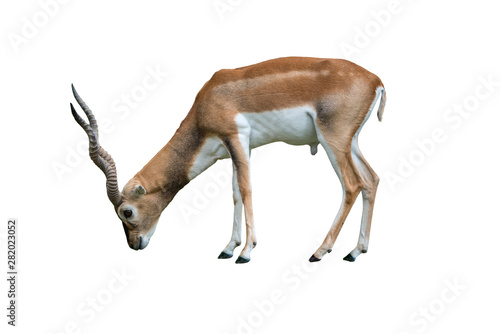 Indian blackbuck Antilope cervicapra isolated on white background. Wildlife animal. photo