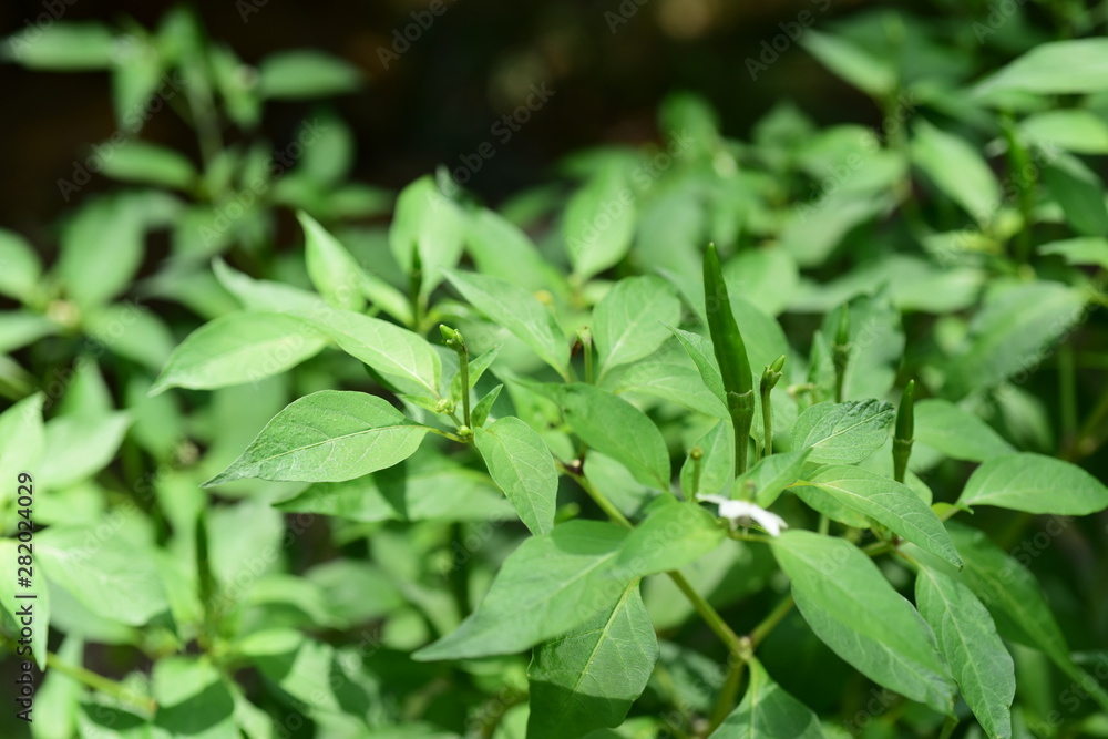 Fresh green chili peppers that originate in the vegetable garden. Fresh green chili peppers that originate in the vegetable garden.