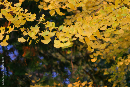 Yellow leaf of ginkgo