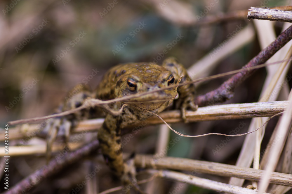 Obraz premium toad climbing on stick on meadow