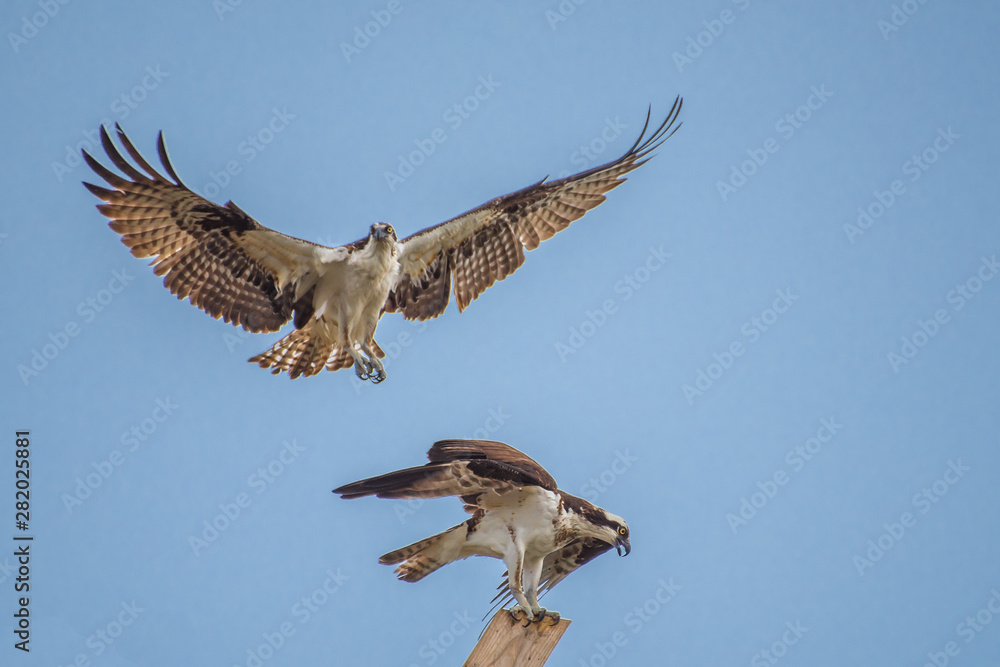 Two young Ospreys are fighting over a manmade nest, one in flight and one on the nest. Panama City Florida. Two young Ospreys are fighting over a manmade nest, one in flight and one on the nest. Panama City Florida.