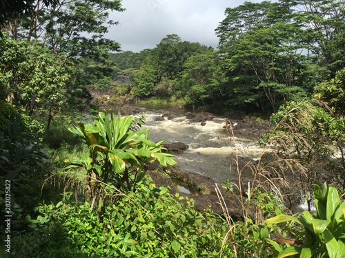 river in jungle