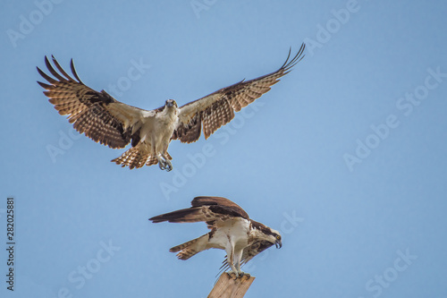 Two young Ospreys are fighting over a manmade nest  one in flight and one on the nest. Panama City Florida. 