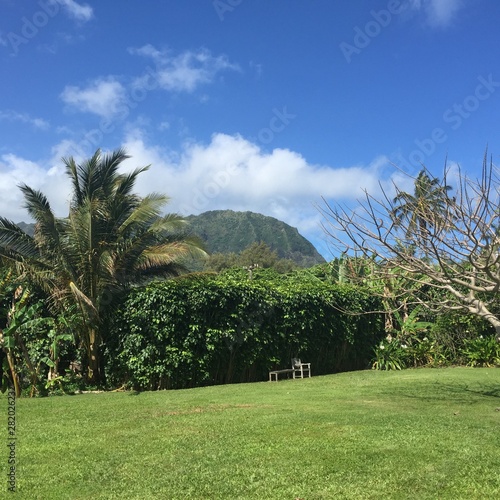 landscape with trees and blue sky