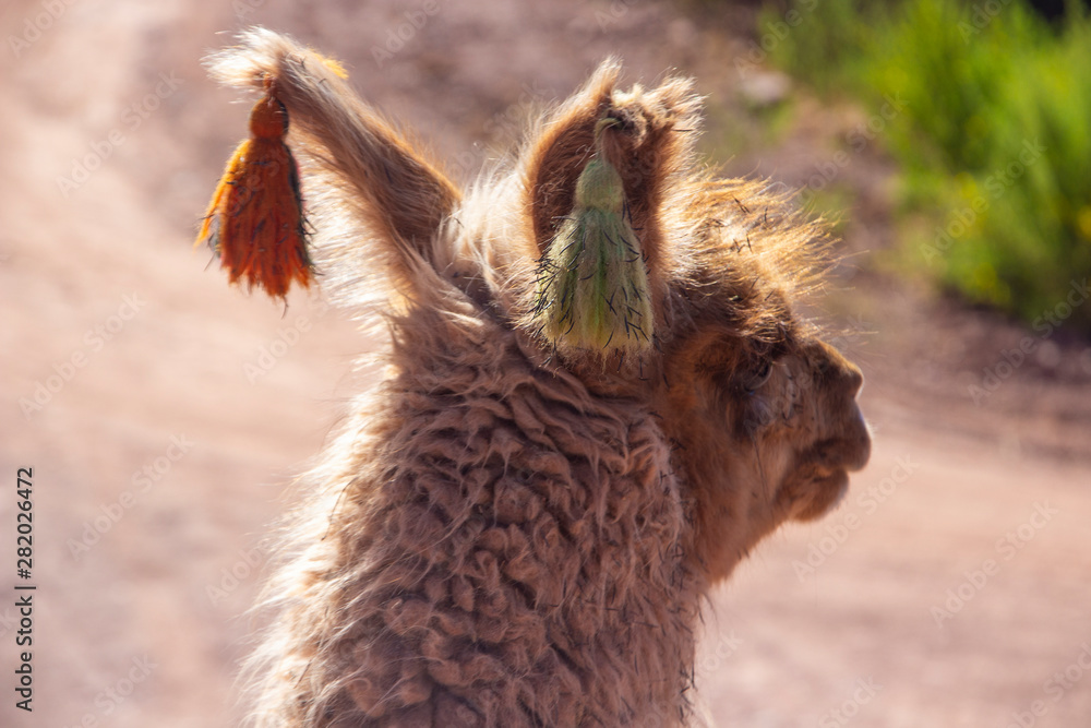 Fototapeta premium An alpaca wearing decorative tassels