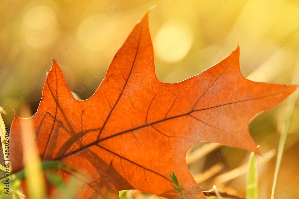 Fototapeta premium Autumn leaf. oak brown leaf in grass in the bright rays of the sun on a blurred orange background. Autumn time