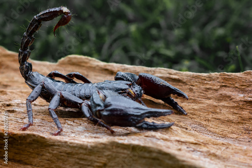 Emperor scorpion is a species of scorpion native to rainforests in Thailand