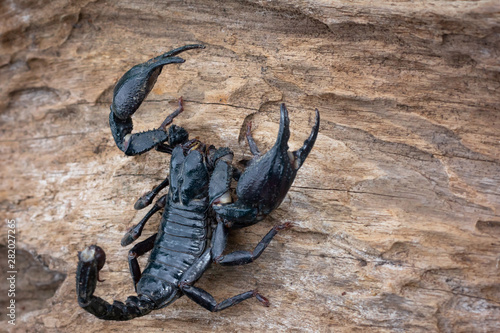 Emperor scorpion is a species of scorpion native to rainforests in Thailand