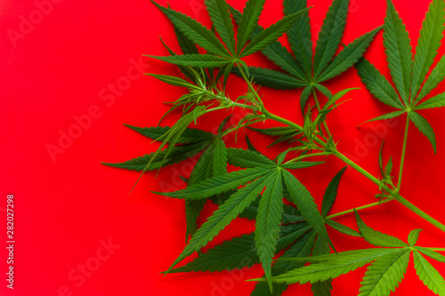 cannabis green leaves on a vibrant red background copy space