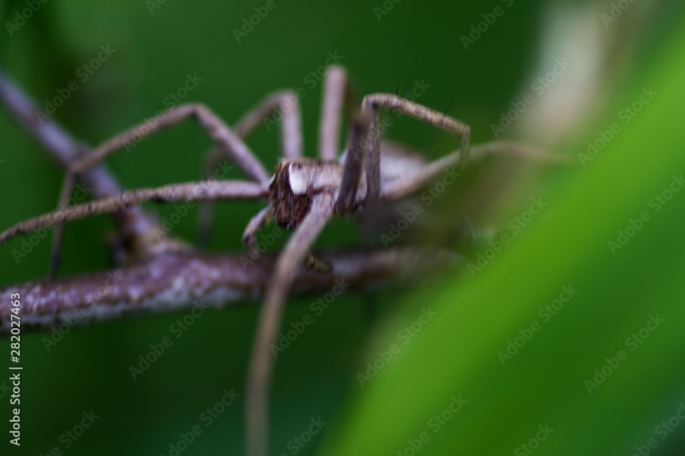 hunting spider crawling on stick hunting spider crawling on stick