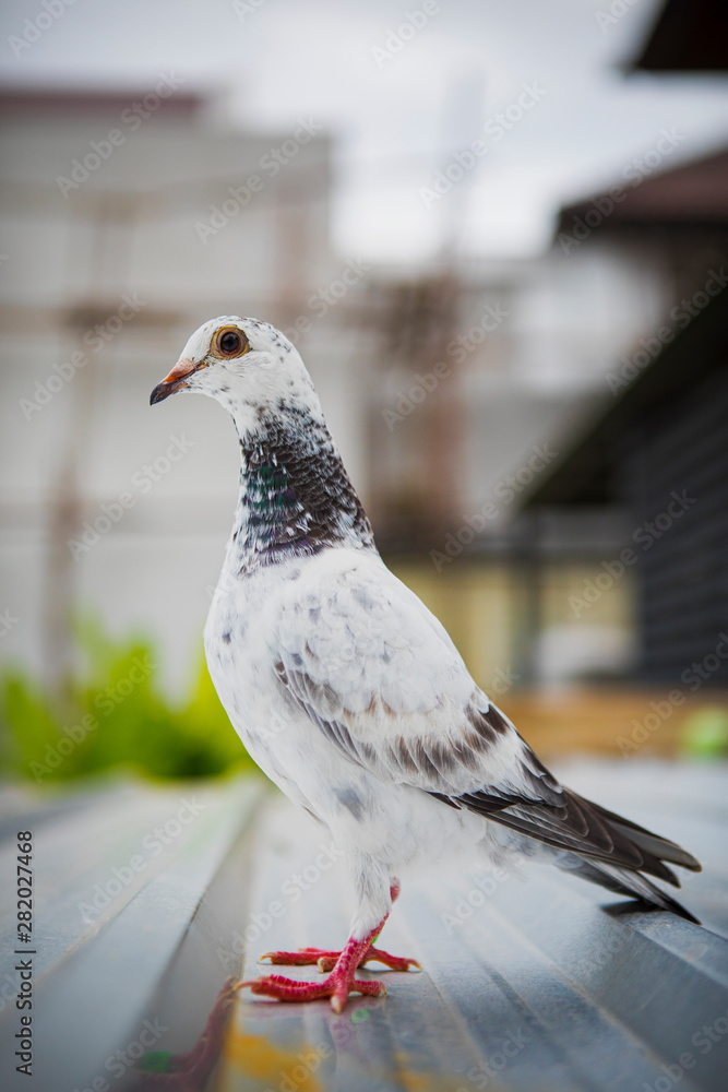 Φωτογραφία shallow depth of field of homing speed racing pigeon standing on home loft roof