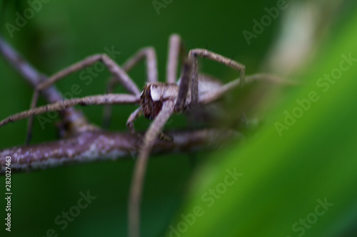 hunting spider crawling on stick © Horner