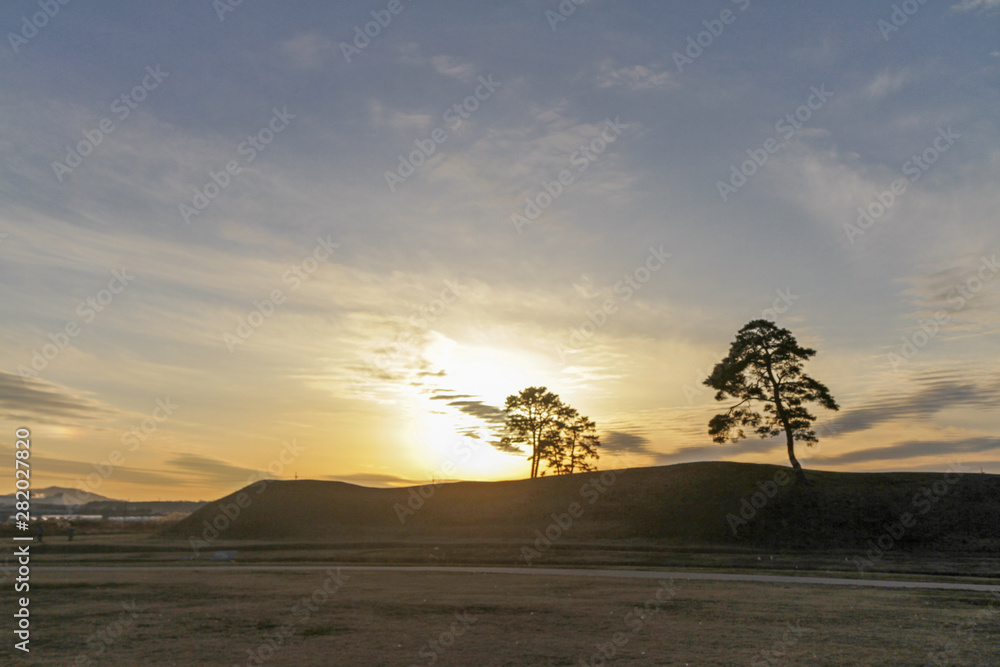 Naklejka premium tree on green field sunset