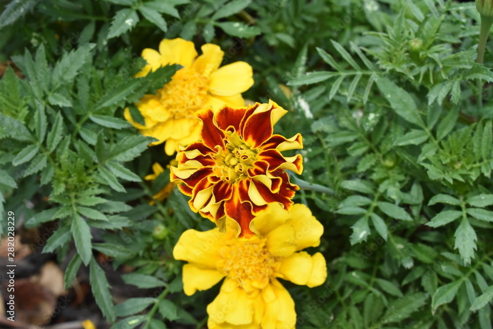 yellow flowers in the garden yellow flowers in the garden