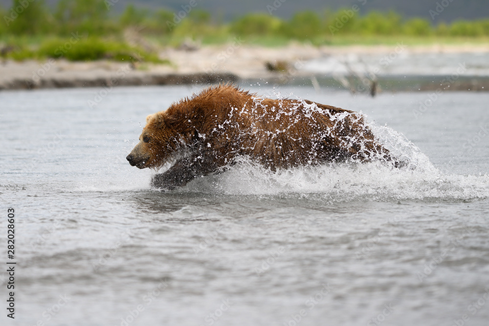 Ruling the landscape, brown bears of Kamchatka (Ursus arctos beringianus) Ruling the landscape, brown bears of Kamchatka (Ursus arctos beringianus)