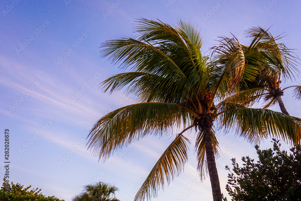 Palm Palm
