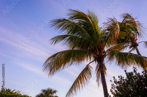 Palm