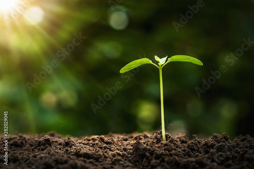 agriculture planting concept. young tree growing on soil with morning light