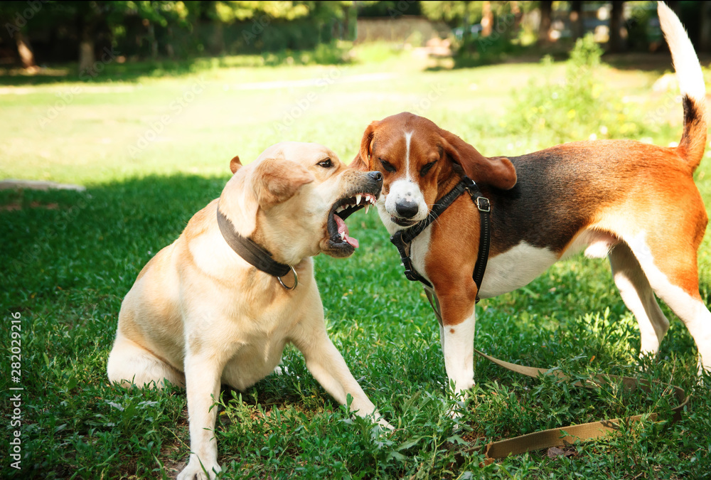 Two agressive dogs. Dog attack. Labrador and beagle fighting outdoors.