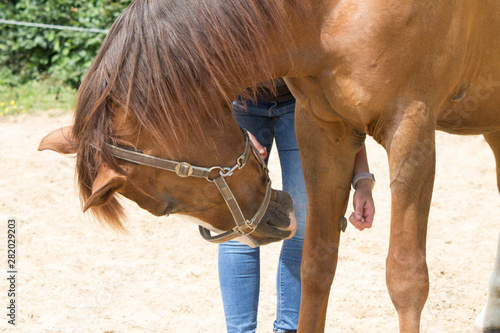 physical therapy for horse, Exercise and regeneration for horses, woman is working with horse for therapy  photo