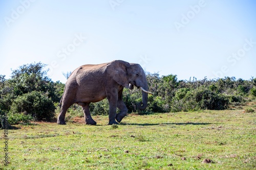 Elephant in South Africa 