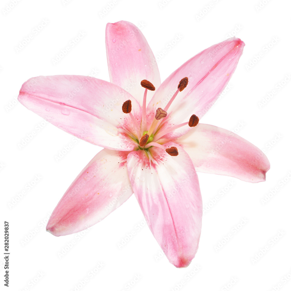 Beautiful delicate pink Lily on isolated background
