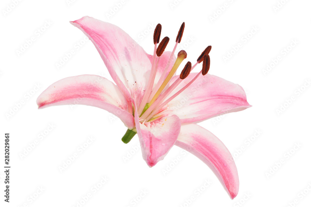 Naklejka premium Beautiful delicate pink Lily on isolated background