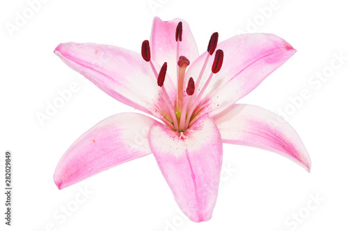 Beautiful delicate pink Lily on isolated background