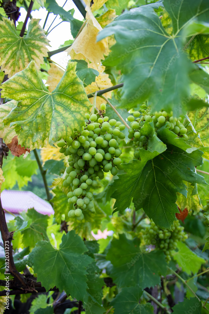 not ripe grapes with green leaves on the vine. Fresh fruits. Vertical orientation not ripe grapes with green leaves on the vine. Fresh fruits. Vertical orientation