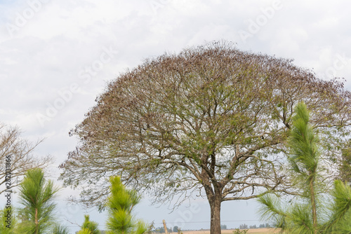 Tree Enterolibium and rural landscape 02 photo