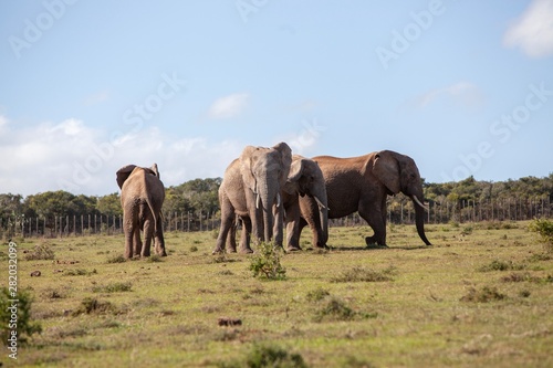 Elephant in South Africa 