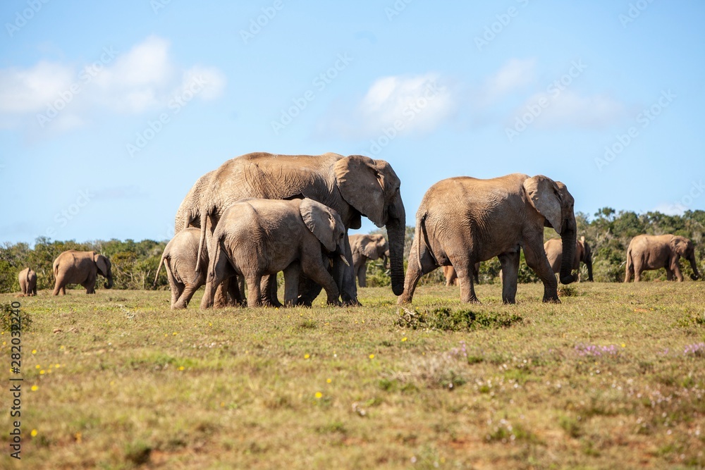 Elephant in South Africa 