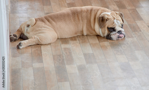 English bulldog lying on floor