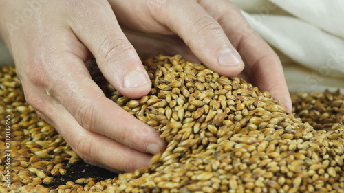 Photography Background from organic natural useful grains of barley wheat and malt for making confectionery or alcohol beer and whiskey