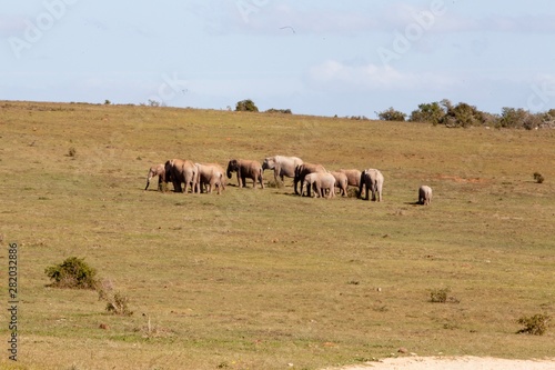 elephant in South Africa  © Gary Hoban