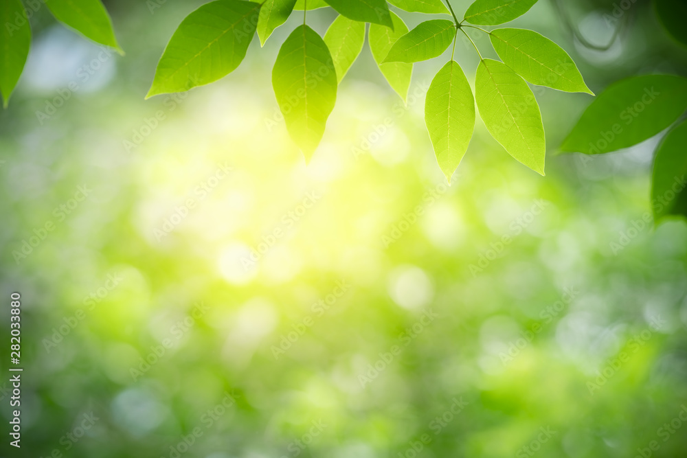 Nature of green leaf in garden at summer. Natural green leaves plants using as spring background cover page greenery environment ecology wallpaper Nature of green leaf in garden at summer. Natural green leaves plants using as spring background cover page greenery environment ecology wallpaper