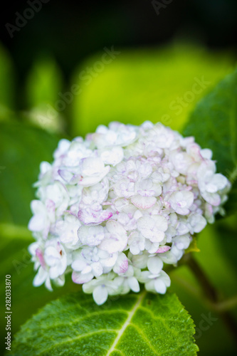 flowers in the garden