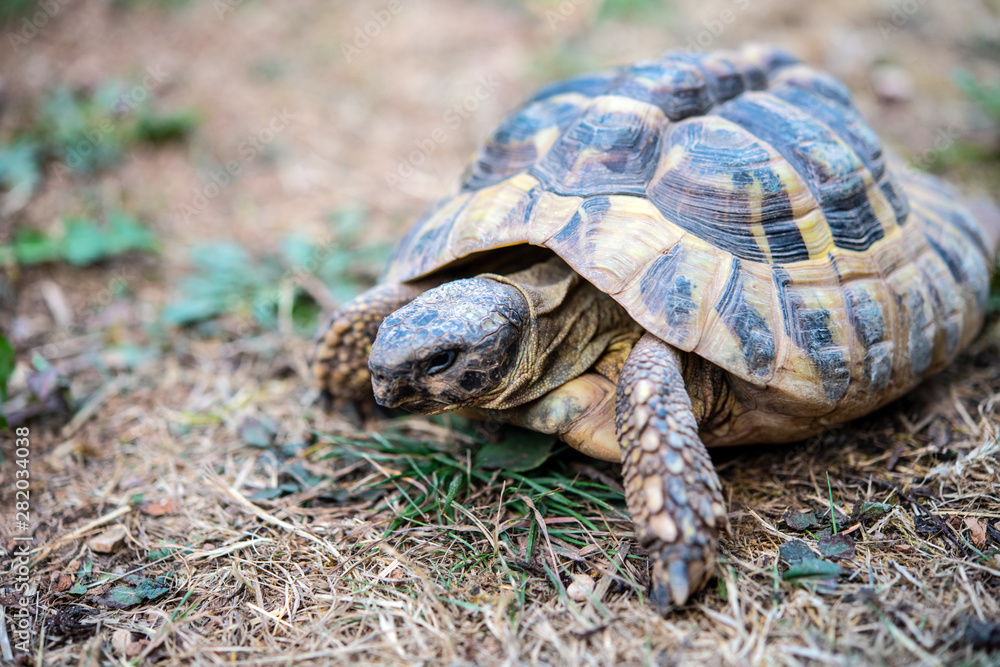 Obraz premium turtle in front of white background