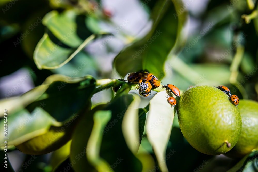 Obraz premium ladybugs on leaf