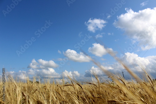 Wheat field on a sunny summer day