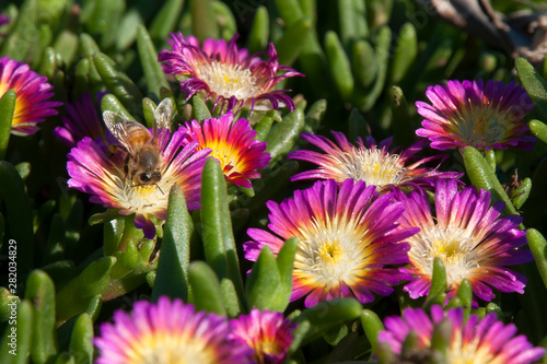 Sydney Australia, bee on a magenta and yellow flowers of a Delosperma nubigenum or ice-plant photo