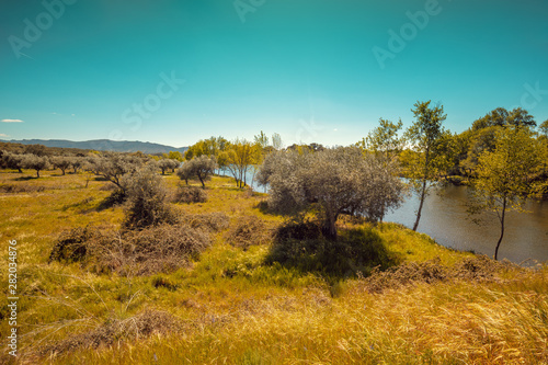 Nature landscape. Rive bank with trees. Spring nature