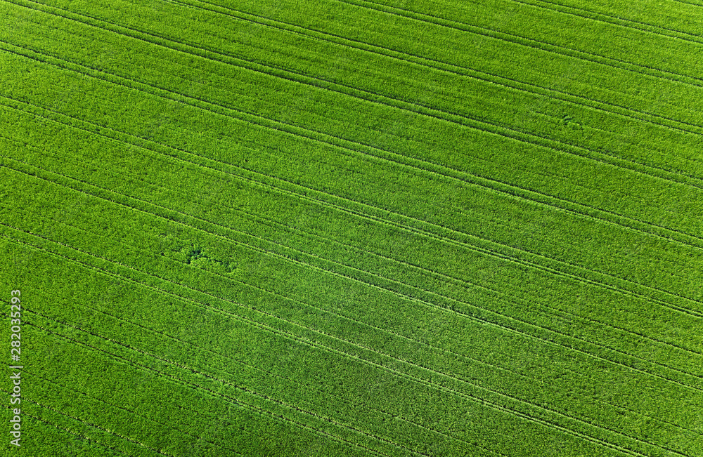 Grünses Feld von oben, Bayern, Deutschland Grünses Feld von oben, Bayern, Deutschland