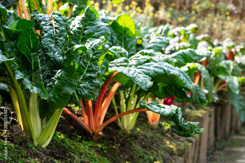 Fresh organic Rainbow Swiss Chard; leafy green vegetable common in Mediterranean cuisine, particularly Italian, it's featured in salad, pasta dishes, in risotto and on pizza;  ready for harvest.