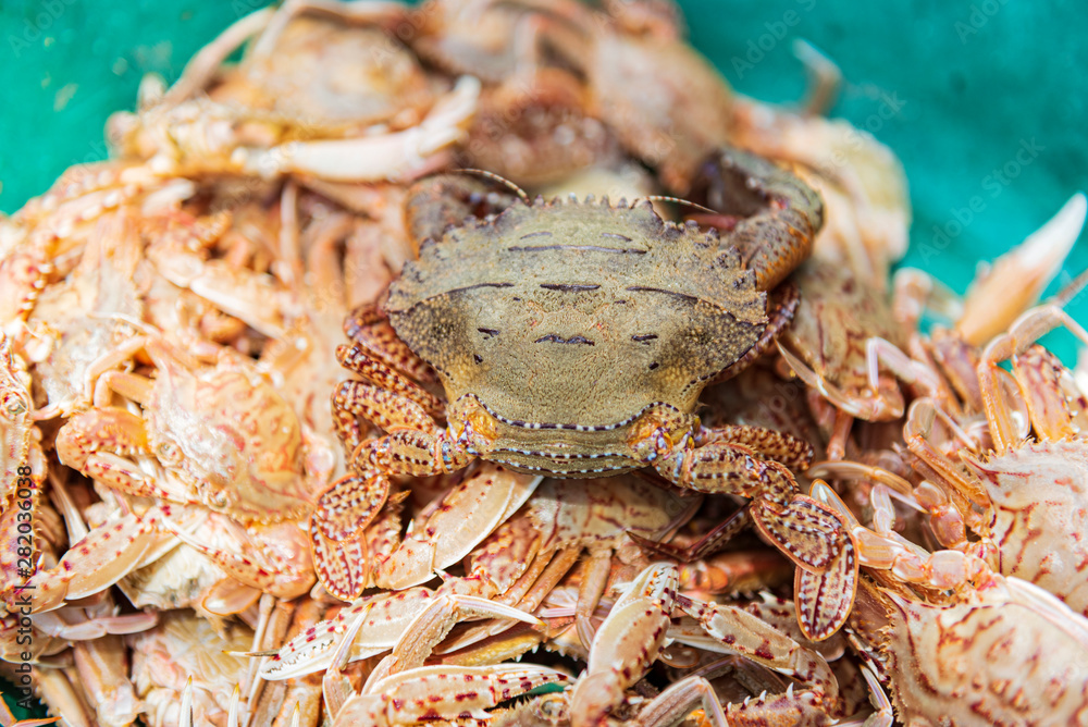 Fresh red crab in tray. Fresh blue swimming crab at seafood market Fresh red crab in tray. Fresh blue swimming crab at seafood market