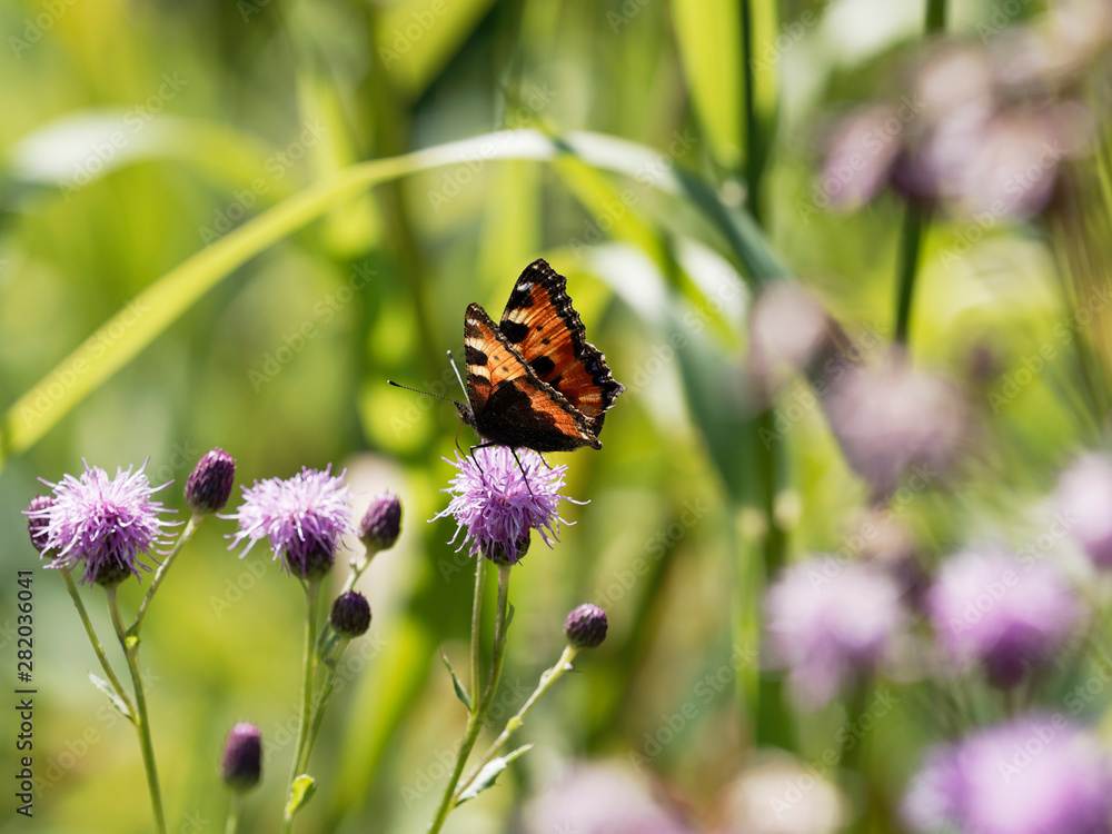 Painted lady butterfly | Vanessa cardui Painted lady butterfly | Vanessa cardui