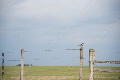 The bird that watches the gate of the farm 05