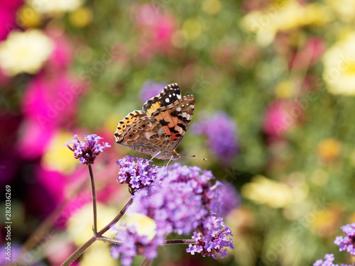 Painted lady or Vanessa cardui, beautiful orange-and-black butterfly drink nectar from flower © Marc