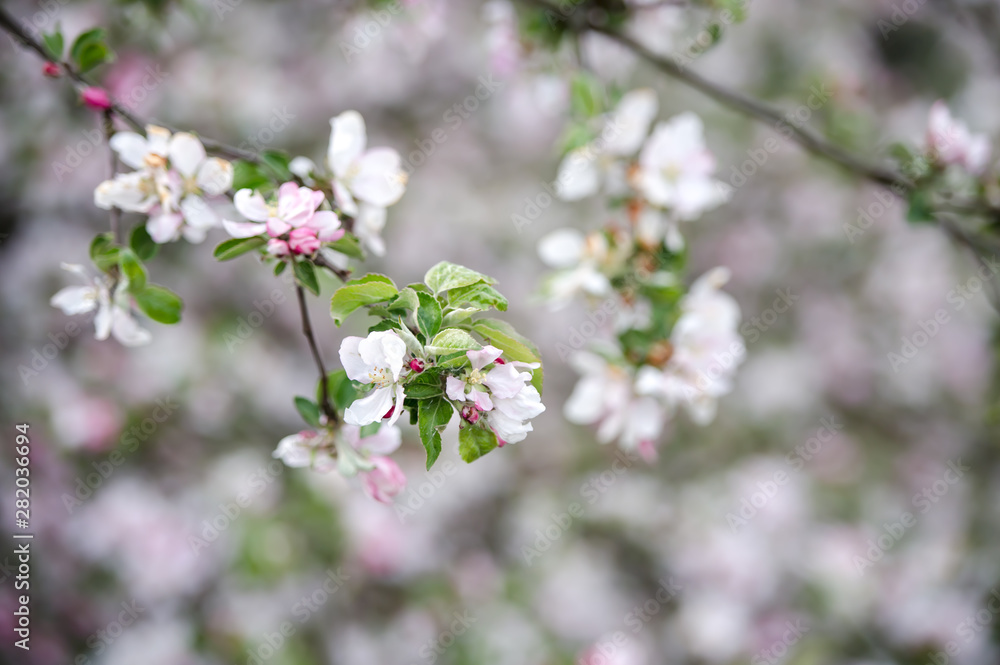 Branch of blossoming wild apple tree against spring forest in sunny day. Beautiful natural background. Branch of blossoming wild apple tree against spring forest in sunny day. Beautiful natural background.
